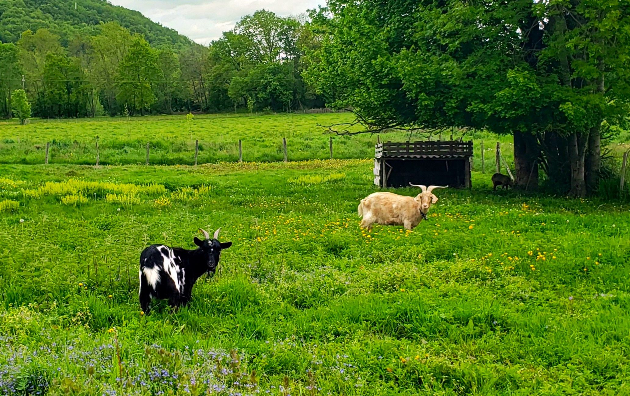 Chèvres dans l'immensité verte