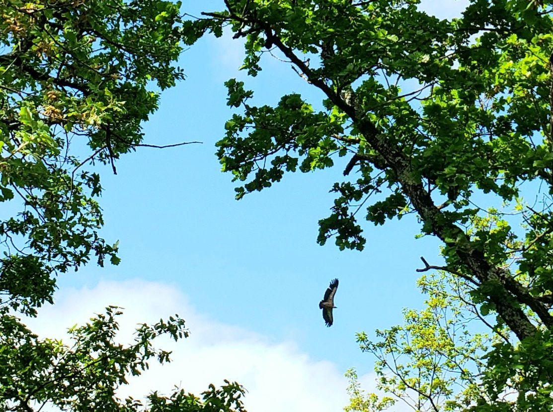 oiseau feuilles