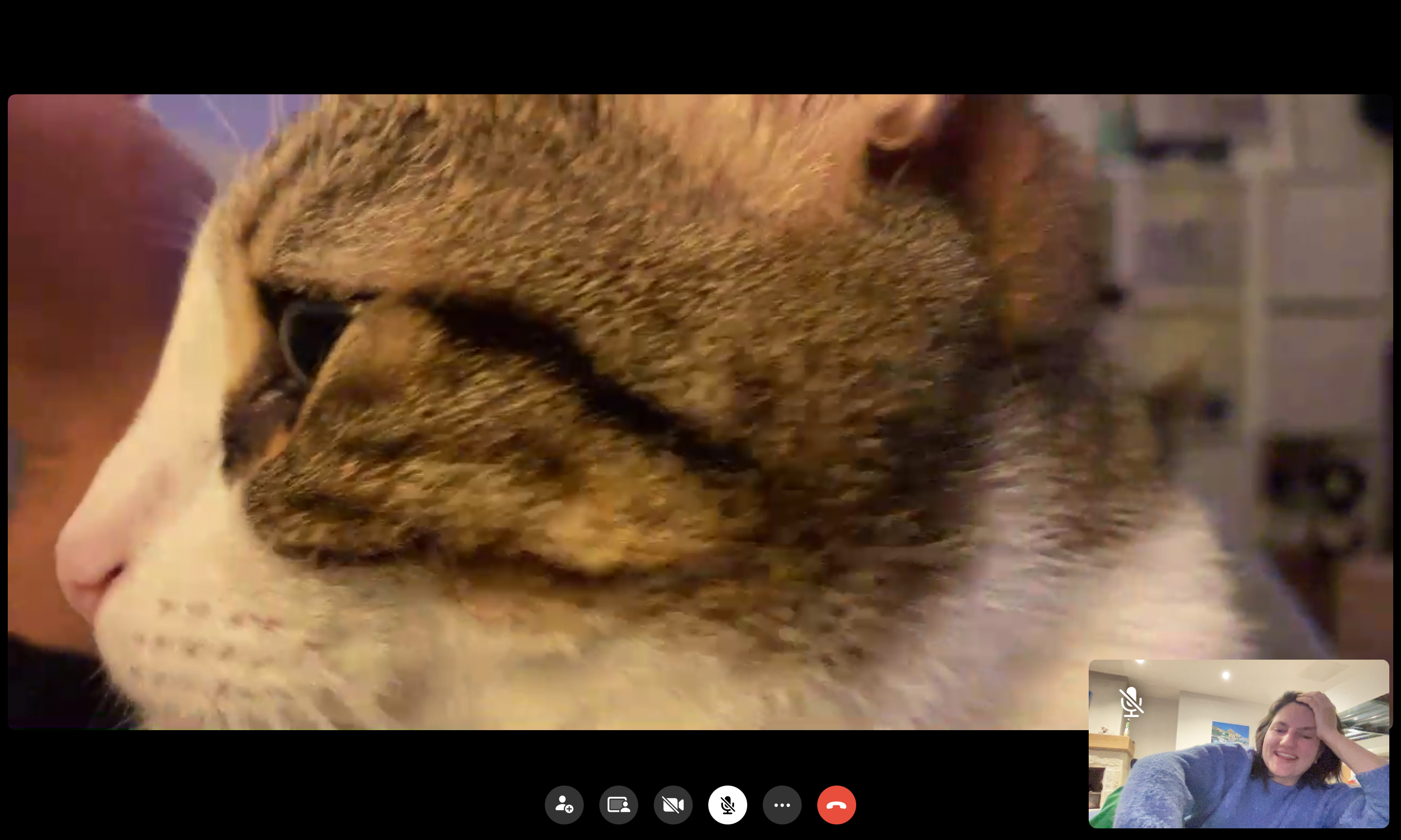 facetime avec mon chat