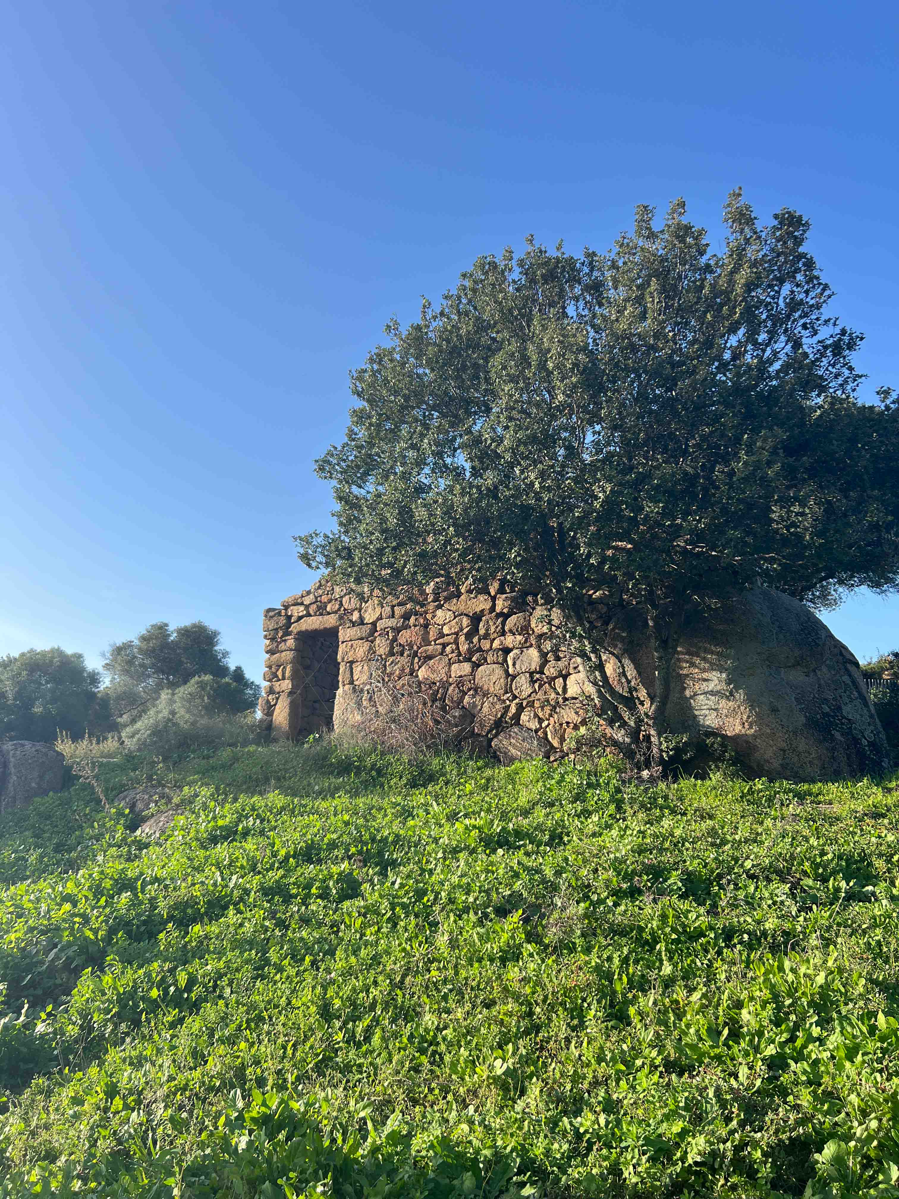 vieille bergerie en ruine