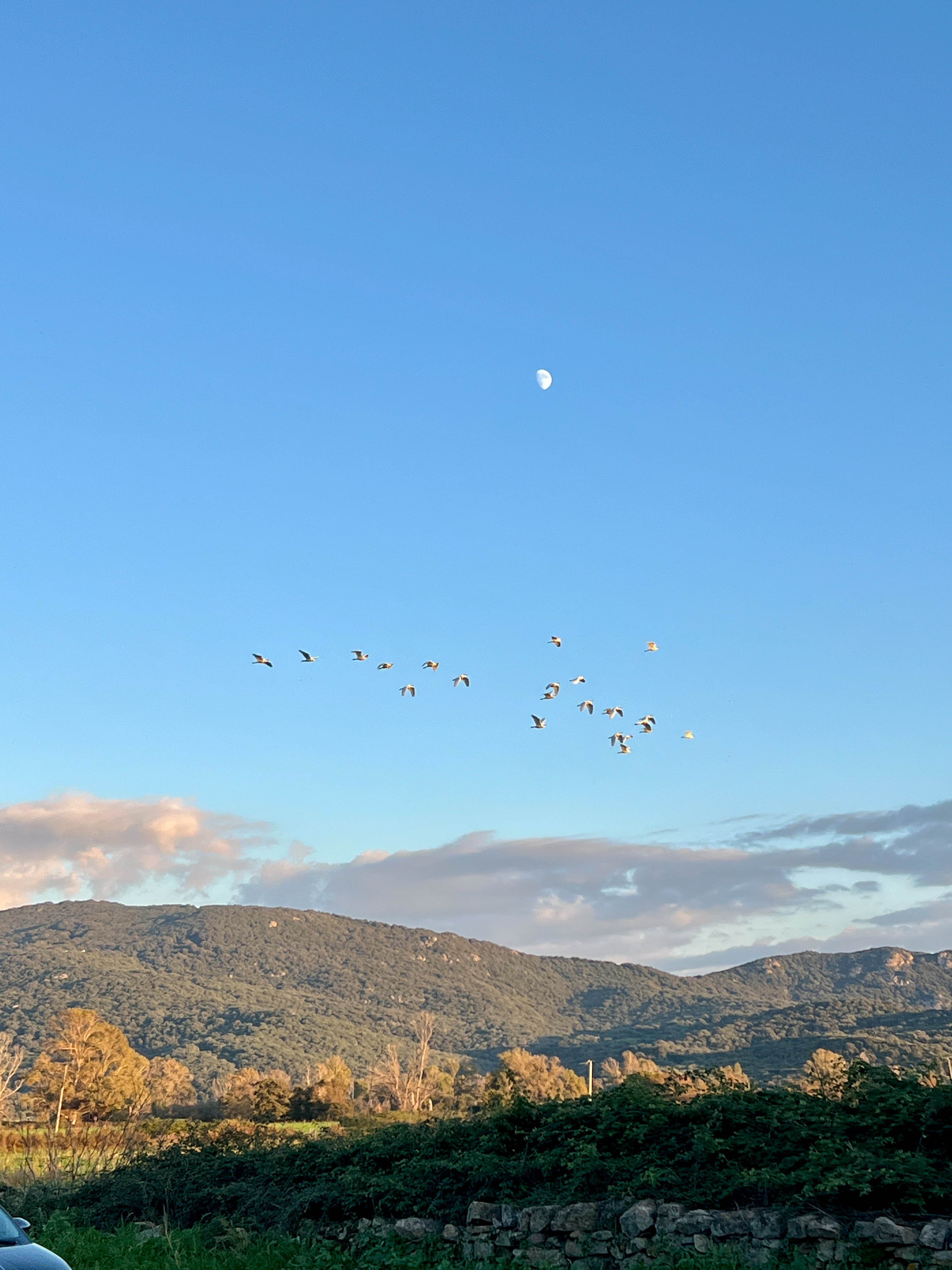 oiseaux en migration