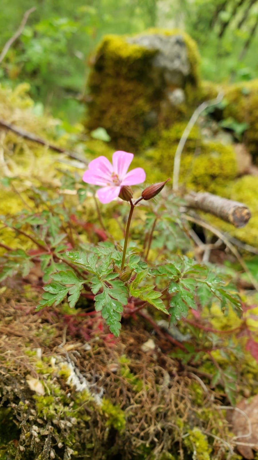 fleur